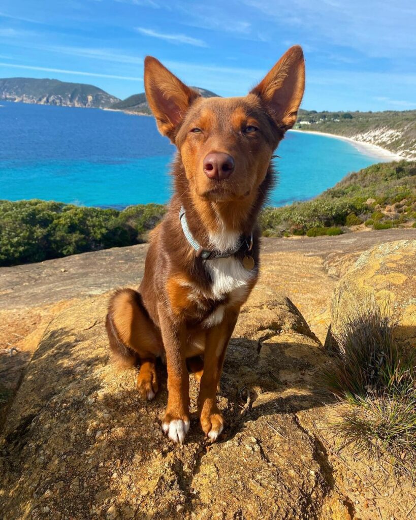 brown dog sitting on a stone cliff edge with ocean in back round