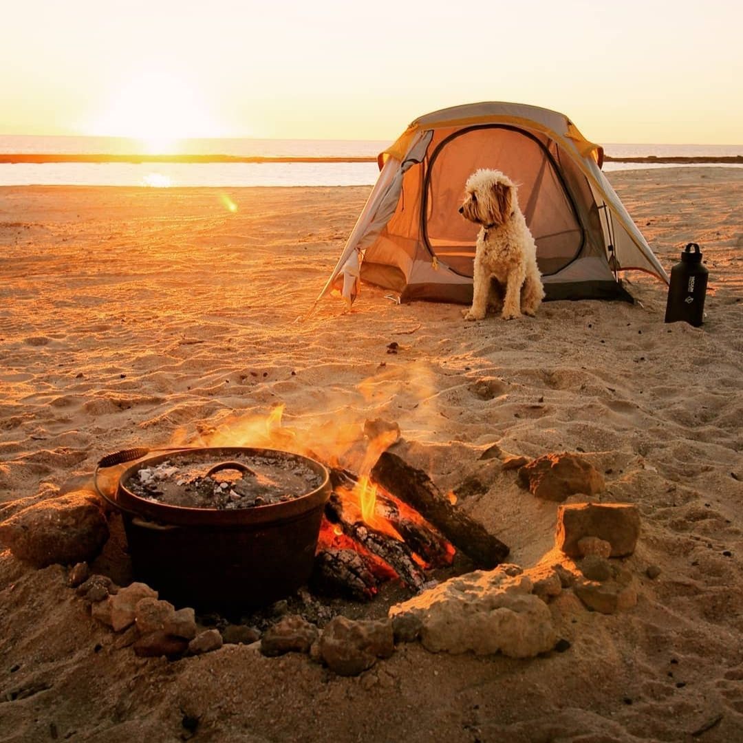 CAMPING WITH YOUR DOG HINTS AND TIPS