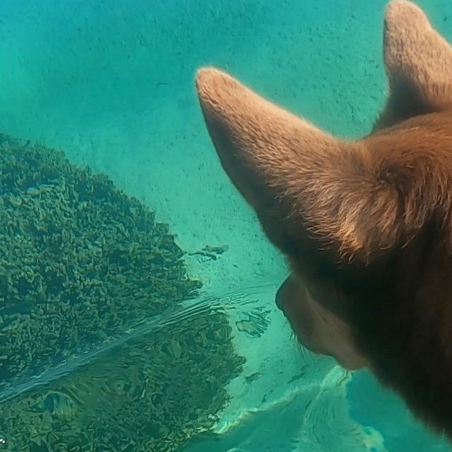 brown dog looking at fish in water
