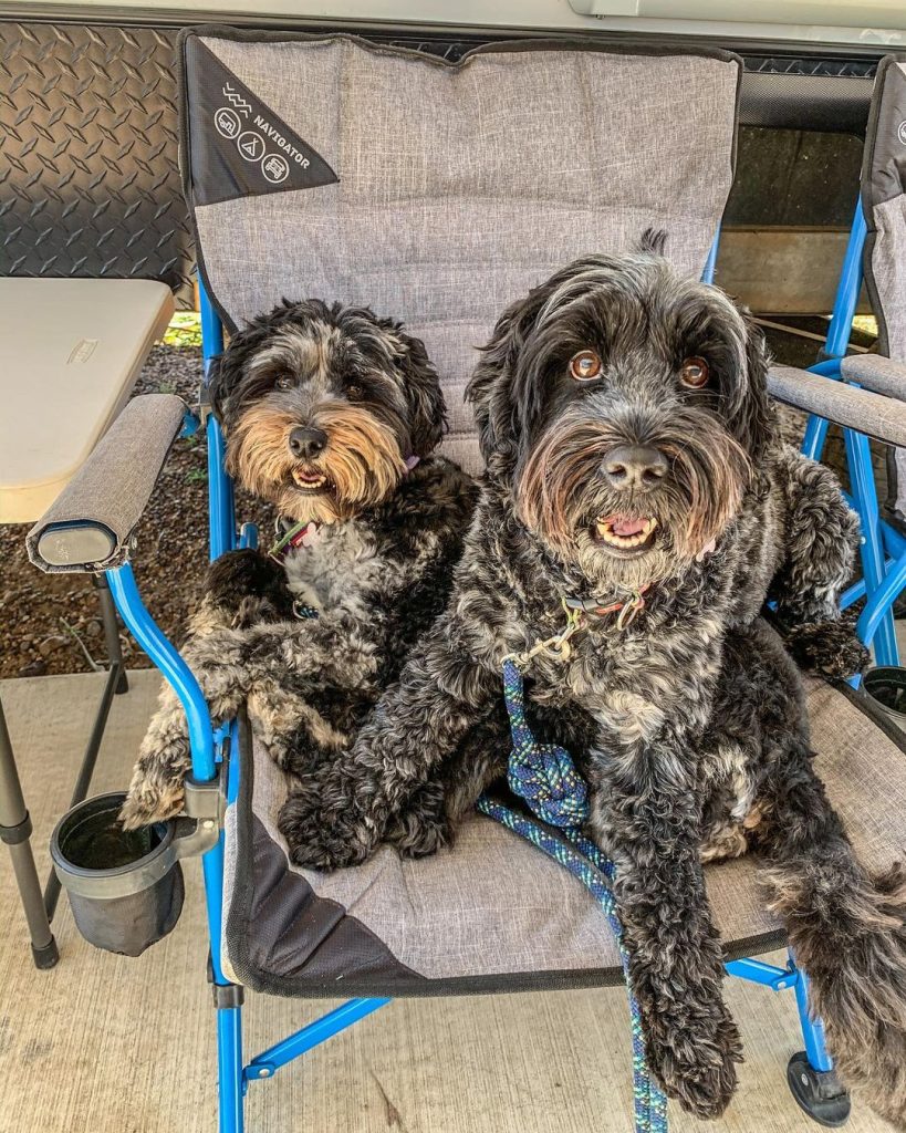 two small black and white dogs sitting on a camping chair