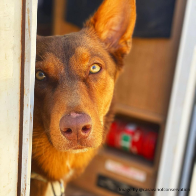 head shot of dog staring