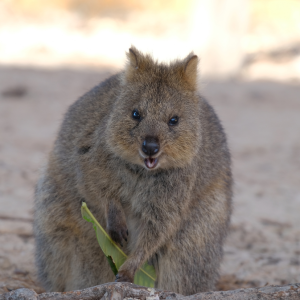 Rottnest Island. The Day trip you won't forget.