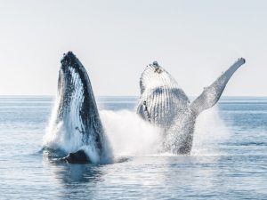 Freedom III Whale Watch and Charters
